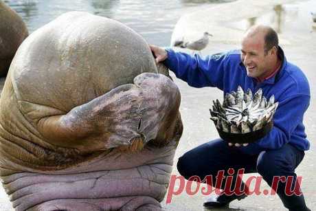 Как это мило! Морж скрывает лицо в смущении, когда сотрудник зоопарка дарит ему на день рождения торт, сделанный из рыбы, Норвегия.