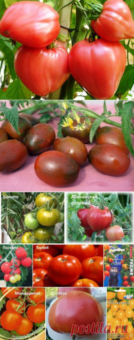 Сорта томатов для теплиц | 6 соток