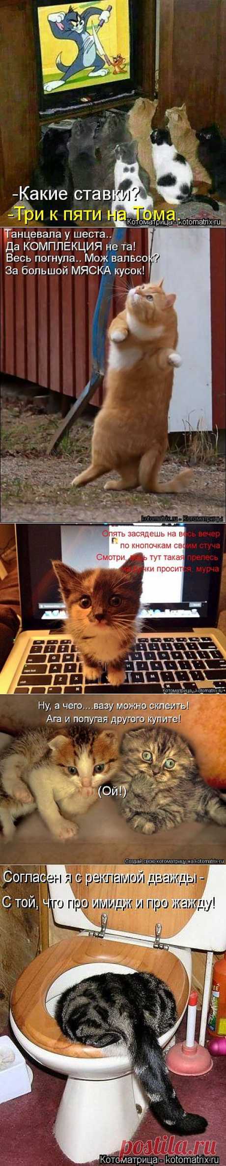 Новые смешные котоматрицы понедельника! .