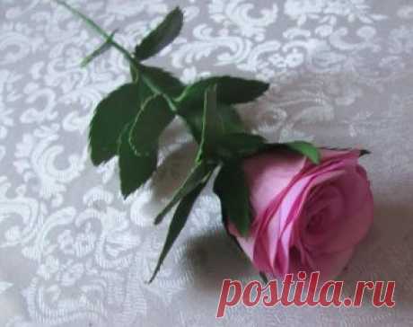 Роза из фоамирана: 3 мастер-класса, 3 красивых розы (фото) | Мастер-класс из фоамирана