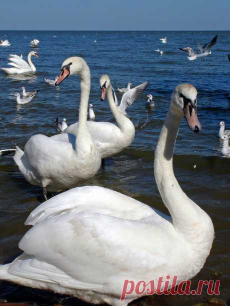 Swans in Curonian Lagoon | Lietuva