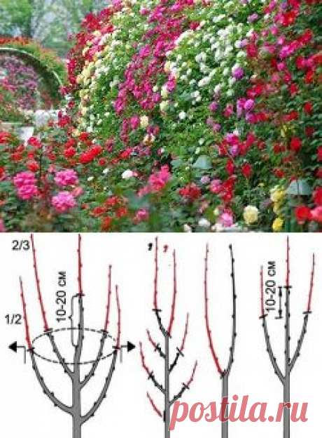 Выращивание роз и оформление розария |