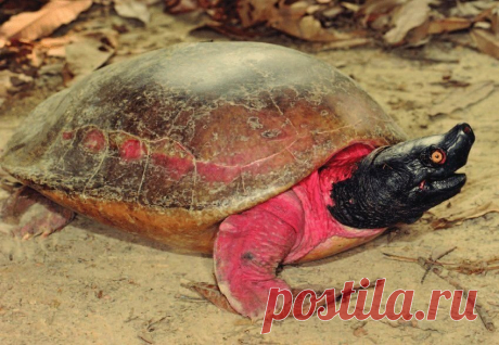 Батагур: Одна из редчайших в мире черепах. Смешные розовые самцы и жизнь в мутных реках Азии |... Знаете поговорку: «сделай что-нибудь, и найдется азиат, который сделает это лучше»? Так вот, только в одном единственном примере она не работает. Батагур — самая большая черепаха Азии — уступает...