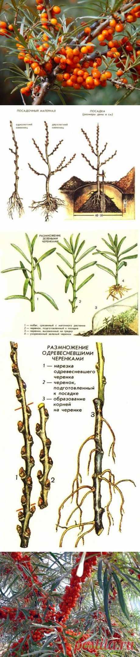 Облепиха: посадка, выращивание, уход