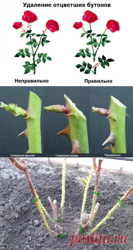Как правильно обрезать розы в саду?