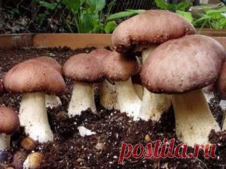Как сеять грибы | Лучшие рецепты