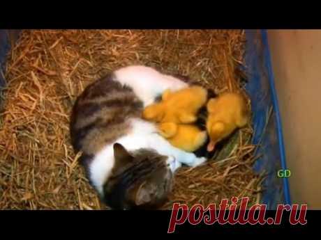 The Cat & The Ducklings (Animal Odd Couples)