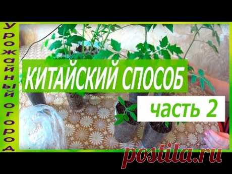 Капельный полив бутылками -всё гениально и просто!