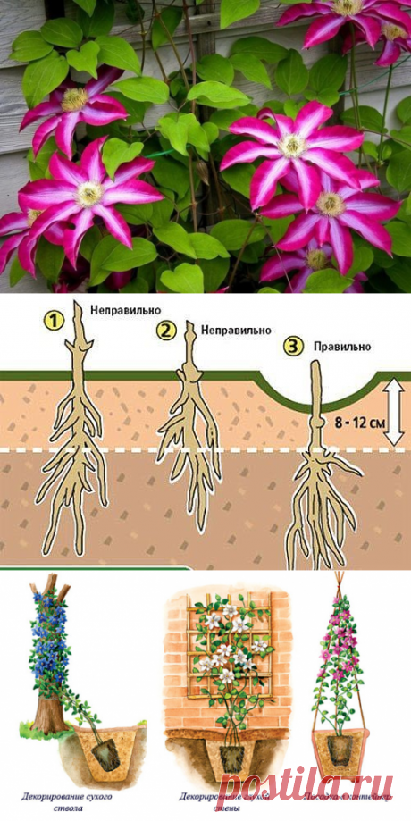 КАК И КУДА ПРАВИЛЬНО ПОСАДИТЬ КЛЕМАТИС!