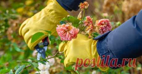 Подготовка роз к зиме — учитываем все тонкости — Ботаничка.ru