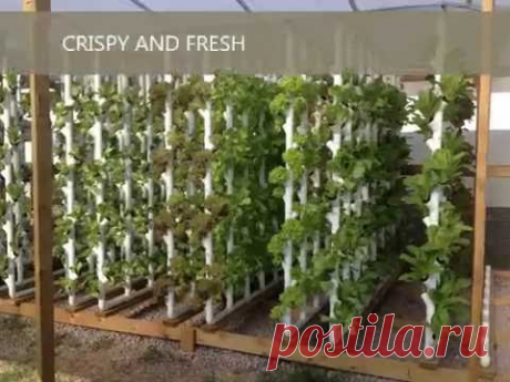 HYDROPONIC GROW HOUSE