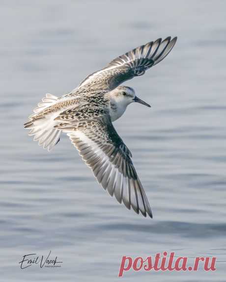 Sanderling Taken at Lake Ontario,Canada