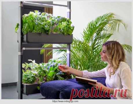 Гидропонная система: создайте свой автономный сад прямо на кухне