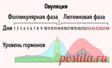 9 неочевидных фактов о женском организме, знание которых может решить кучу проблем