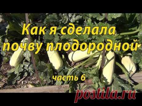 Как я сделала почву плодородной. Часть 6