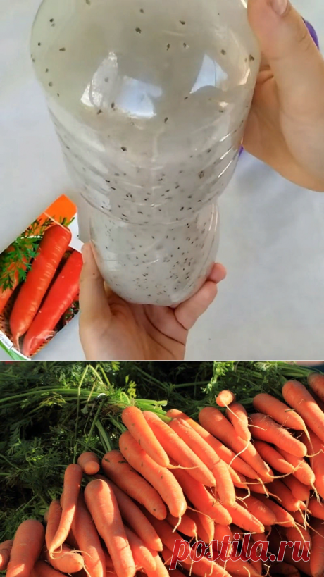 Три способа увеличить урожайность моркови | 6 соток