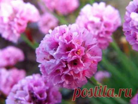Нежный цветок с обильным цветением, стойким характером и большой пользой | GardenLife | Яндекс Дзен
