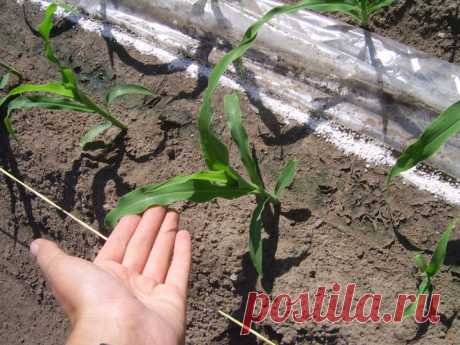 Посадка кукурузы в открытом грунте: норма высева, выбор участка