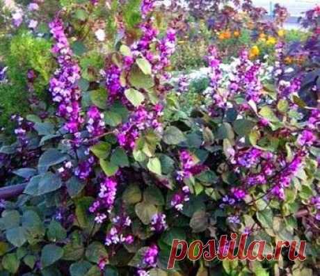 Вкусные гиацинтовые бобы с красивыми цветами — 6 соток