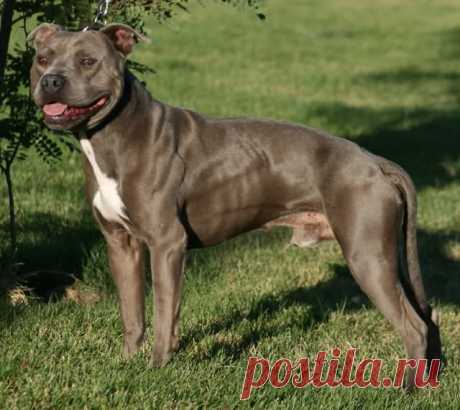 pitbull terrier for sale - Поиск в Google