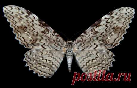 Совка агриппина или, как её иначе называют, тизания агриппина (Thysania agrippina) — крупнейшая бабочка в мире, размах крыльев которой обычно достигает 30 см.  |  Крупнейшие бабочки мира — National Geographic Россия