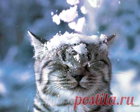 Cat-in-the-Snow-Wallpaper-cats