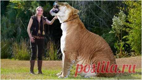 Самая большая кошка в мире. Лигр по имени Геркулес.