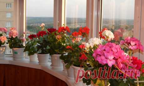 Подкормка для пышного цветения пеларгоний. | Домохозяйка широкого профиля | Яндекс Дзен