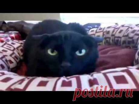 Приколы! подборка СМЕШНОГО видео котов! 20 мин Угара! подборка 2014 Funny Cats Compilation 20 min
