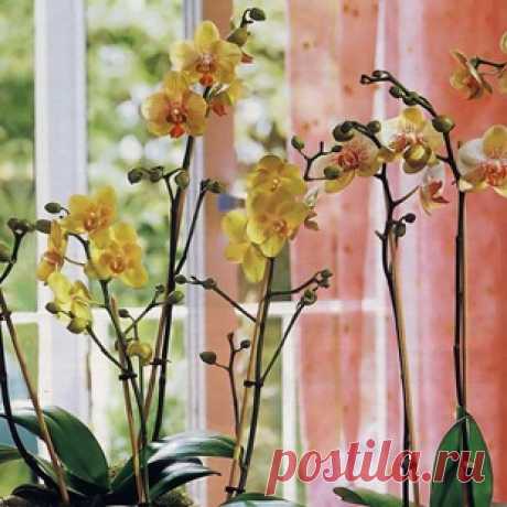 Орхидея домашняя – уход советы для пышного цветения