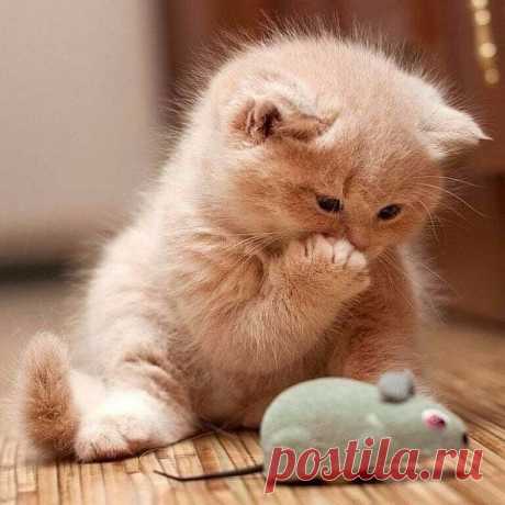 10 самых мимимишных фото котят для поднятия настроения | Мягкие лапки, а в лапках царапки | Яндекс Дзен