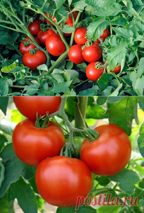 выращивание  томатов