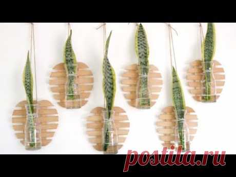 Snake Plant Leaf Cutting Decor Idea to Beautify Your Wall Space