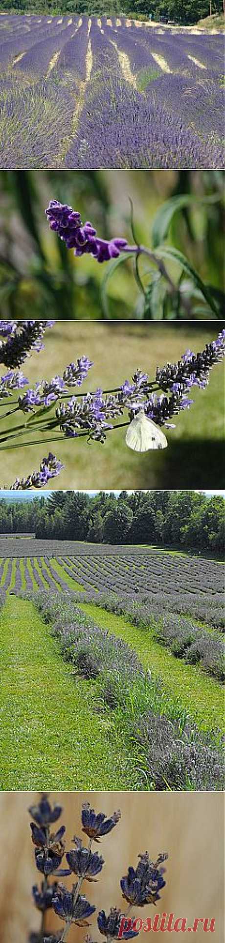 Flickr Search: lavander