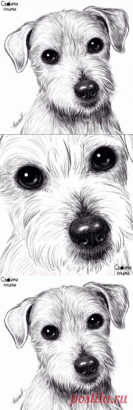 Рисуем собаку с добрыми глазами — Сделай сам, идеи для творчества - DIY Ideas