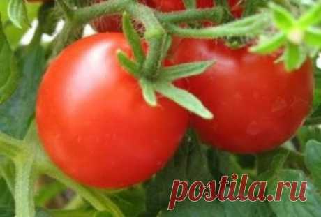 Cамые урожайные сорта томатов — Домашние