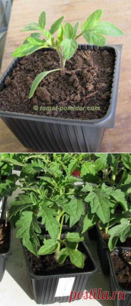 Помидоры-томаты. Выращивание.