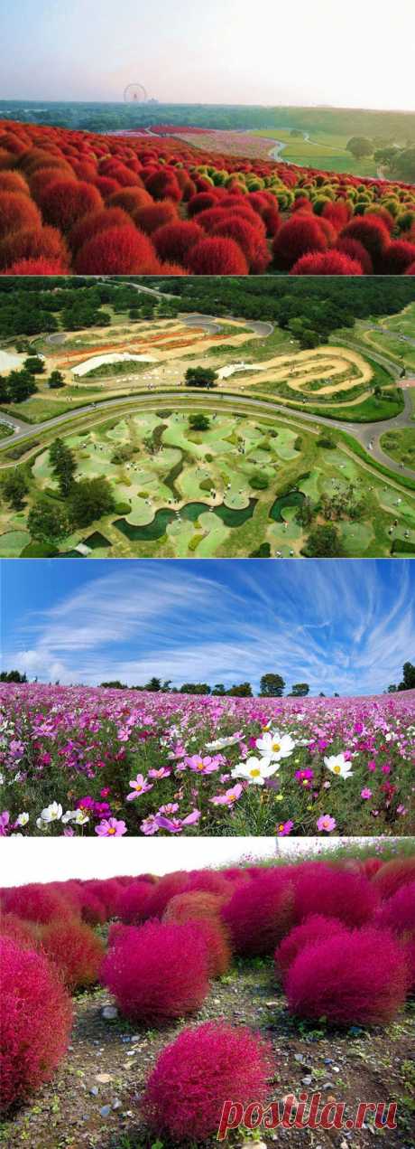 &amp;raquo; Рассветная страна цветов «Hitachi Seaside Park» Это интересно!