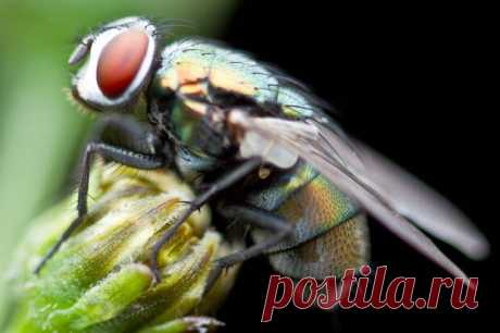 Избавляемся от мух в доме
Мухи – очень назойливые создания, и особенно сильно они досаждают нам летом....
Читай пост далее на сайте. Жми ⏫ссылку выше
