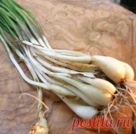 Лук-шалот: тонкости выращивания семейного лука из севка и семян | На грядке (Огород.ru)
