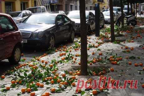 Вот так падают апельсины. Февраль 2014г.г.Севилья, Испания