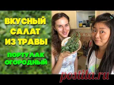 Вкусный салат из травы | Портулак огородный