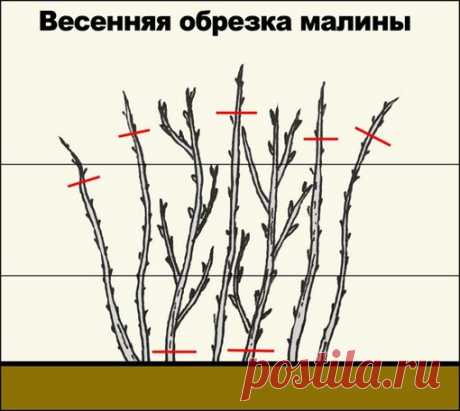 ЗАЧЕМ ОБРЕЗАТЬ ВЕРХУШКИ У МАЛИНЫ - Экологическое землетворчество | Экологическое землетворчество