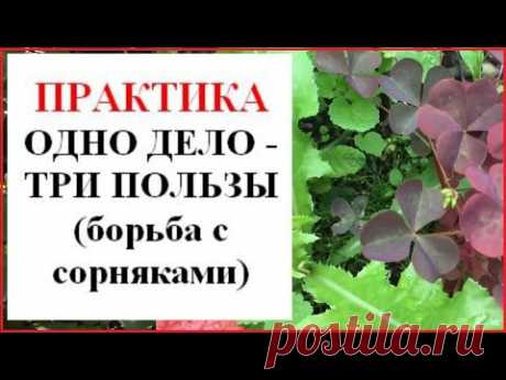 Как извлечь пользу из прополки? Новый взгляд на сорняки