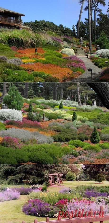 Вересковый сад — атмосфера древних мифов и сказаний на вашем участке | Самоцветик
