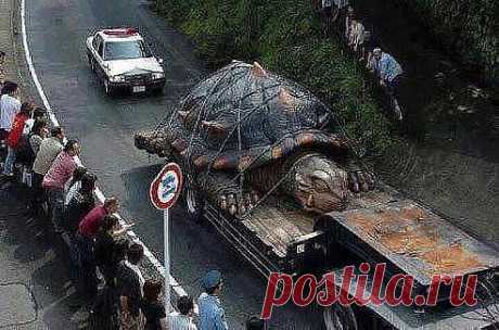 самая крупнейшая черепаха в мире , ее нашли в амазонке ей 500 лет ее вес 3628 кг поставь класс что-бы ее все увидели !!!!