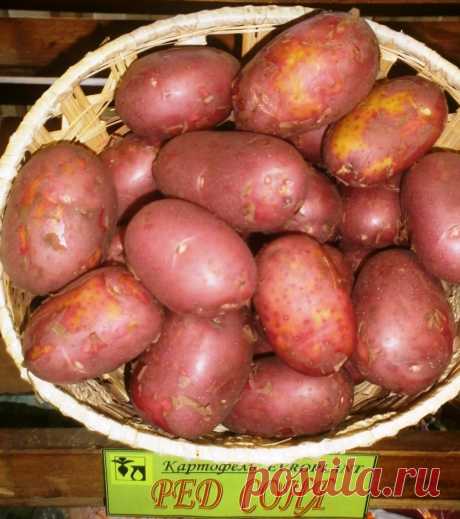 Ред соня картошка Огород без хлопот - информационный сайт для дачников, садоводов и огородников.