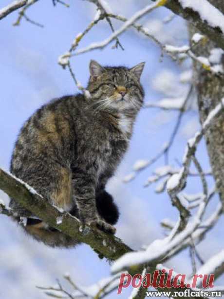 Фото кошек, смешные кошки и коты, приколы с животными - Белый Кот юмористический журнал » Страница 4