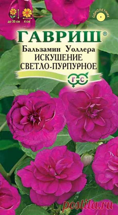 Бальзамин &quot;Искушение светло-пурпурное Уоллера&quot;, 5 штук