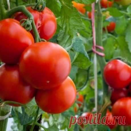Полив и подкормка томатов: все, что необходимо знать!